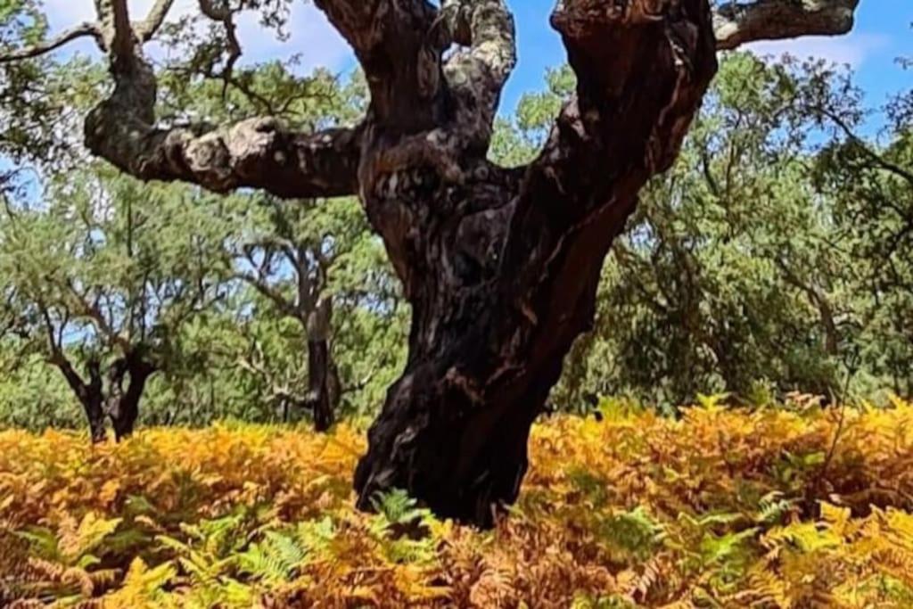 Alto Das Vinhas Lovers - Sesimbra Ngoại thất bức ảnh